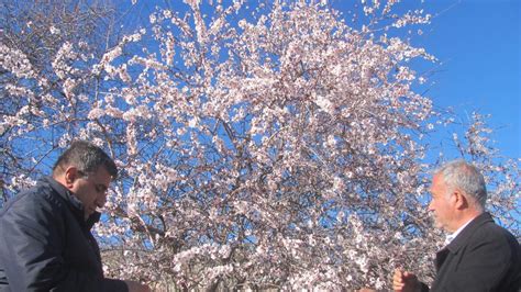 Gaziantep'te badem ağaçları çiçek açtı - Son Dakika Haberleri